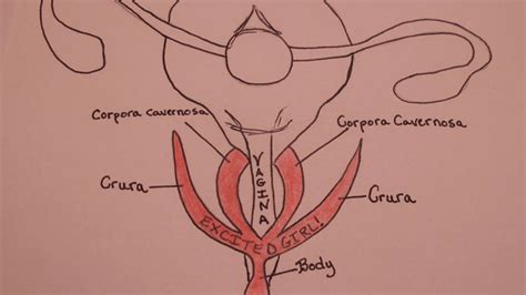 Clitoris Anatomy Mri