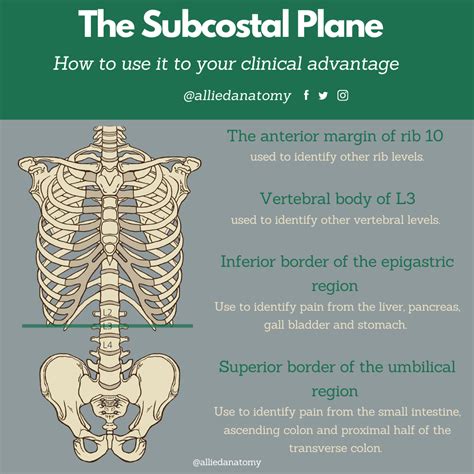 Subcostal Region Anatomy
