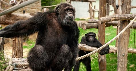 Chimpanzee Politics With Crucial Coalitions Zoo Science