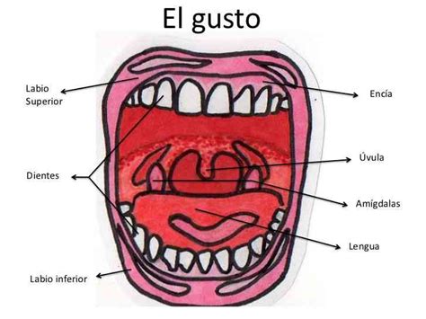 La Boca Y Sus Partes Para Niños De Primaria Niños Relacionados