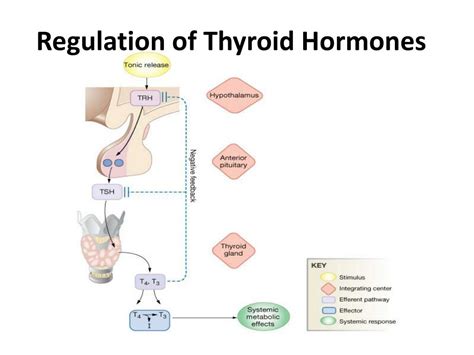 Ppt Thyroid Gland Powerpoint Presentation Free Download Id2967520