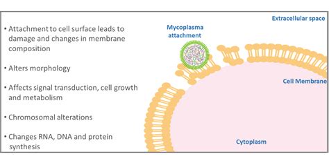 Why Test For Mycoplasma In My Cell Culture Goldbio