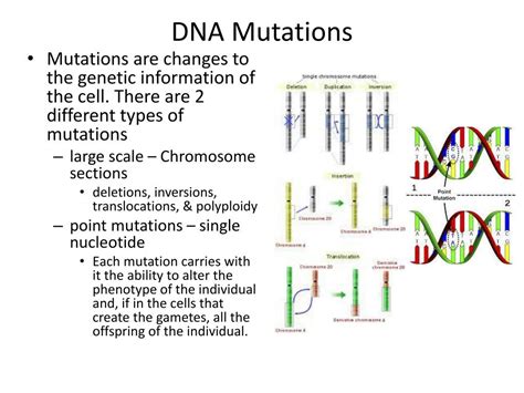 Ppt Dna Mutations Powerpoint Presentation Free Download Id3435319