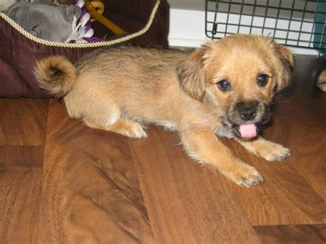 Description of morkie puppy for sale: Adorable Hybrid Chorkie + Morkie Puppies for Sale in ...