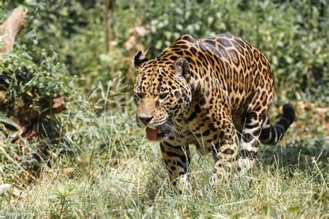 Jaguar Wild Cat Carnivore Language Walking Zoo Wallpapers Hd