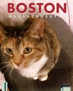 We have two types of fees; Sweet Calico Tabby Cat For Adoption Boston MA ...