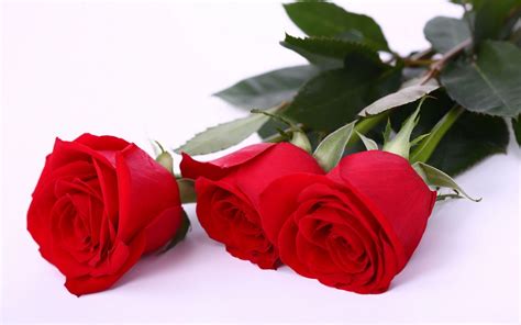 Wallpapers Of Red Roses Wallpaper Cave