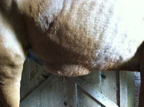 Arabian Mare 25 Years Old Has Sudden Onset Abdominal Swelling To The