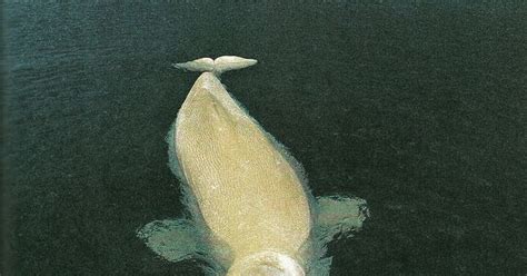 Sea Ocean Female Beluga Whale In
