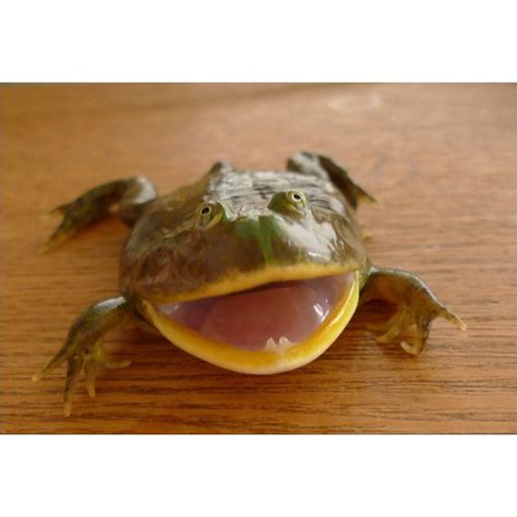 Budgett's frog is noted for their fascinating reproductive biology, such as how a single mating produces up to 1400 eggs. 20 best images about Budgett's Frog on Pinterest ...
