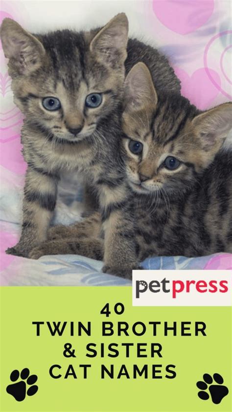 40 Twin Brother And Sister Cat Names That Are Cute And Adorable