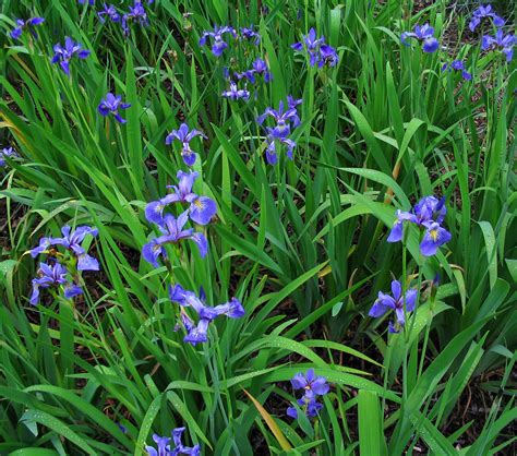 Blue Flag Iris Plant It Wild Native Michigan Plants