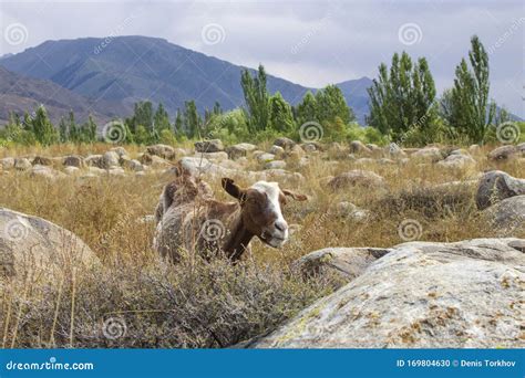 Crazy Mountain Goat Close Up On Blurred Mountains And Forest Background