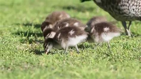 Australian Wood Duck Ducklings Feeding Youtube