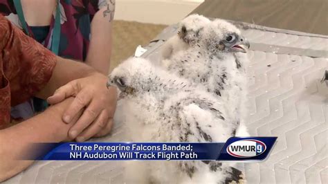 Researchers Band Peregrine Falcon Chicks