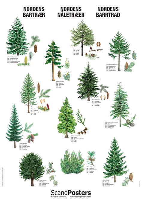 They are further having 100 species in them. Coniferous Tree Poster in 2020 | Conifer trees, Tree ...