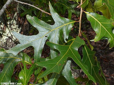 Turkey Oak Quercus Laevis