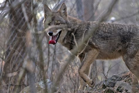 Ann Brokelman Photography Beautiful Coyotes With Toronto Wildlife Centre