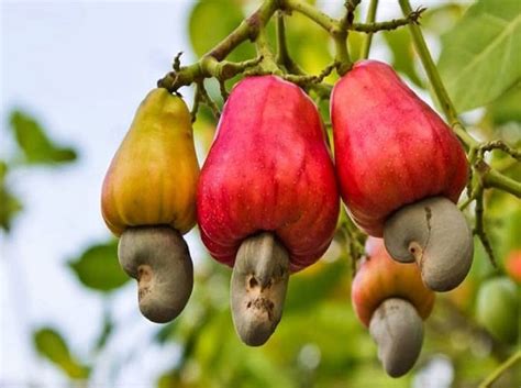 Cashew Nut Cultivation A Complete Guide For Beginners