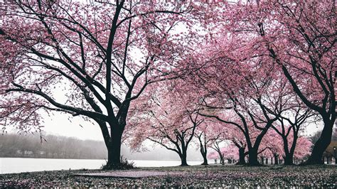 Cherry Blossoms Trees 4k Hd Nature 4k Wallpapers Images Backgrounds