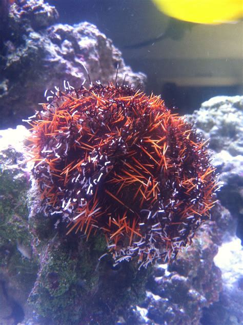 Red Spine Sea Urchin Reef Tank Gallon Urchin