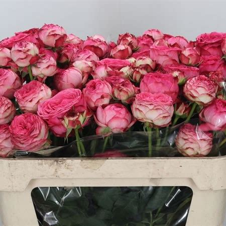 Rose Spray Dutch Magic 70cm Wholesale Dutch Flowers Florist Supplies UK