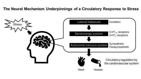 The Neural Mechanism Of A Circulatory Response To Stress Neuroscience