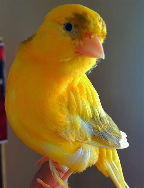 Photo Lemon By мэхмэт хасбахчэ On 500px Canary Birds Pet Birds