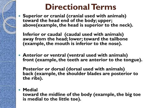 Ppt Intro To The Human Body Directional Terms Planes Quadrants