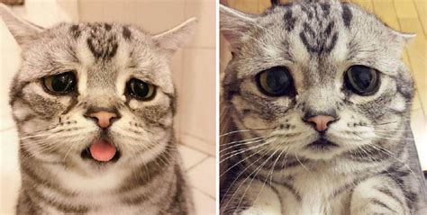 The Enchanting Luhu Cat Whose Face Captivates Hearts Us Crime Online