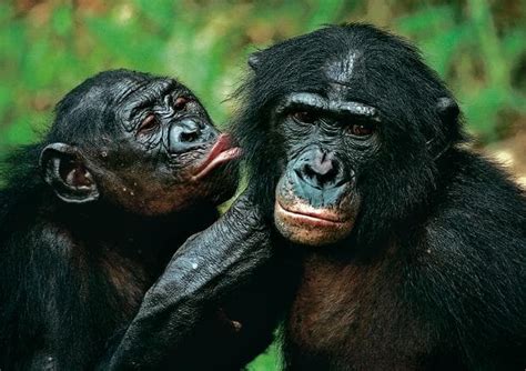 Human Chimp Ancestor Had Shoulders Like Modern Apes Scientists Mint