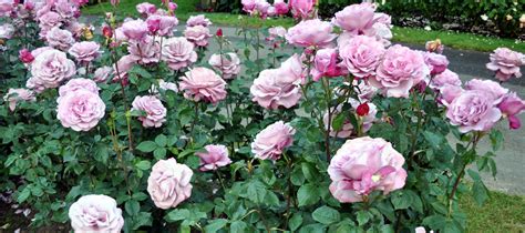 Rose Growing And Care How To Articles Fertilize Roses Heirloom