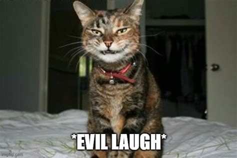 Evil Laughing Cat