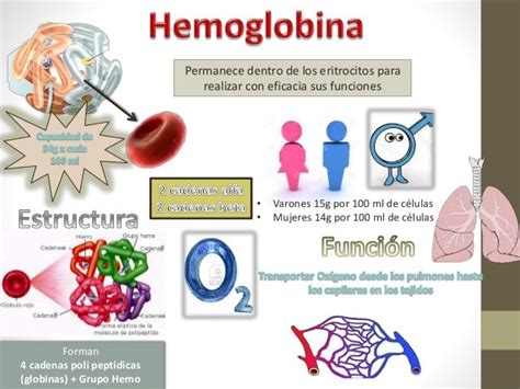 Síntesis De Hemoglobina
