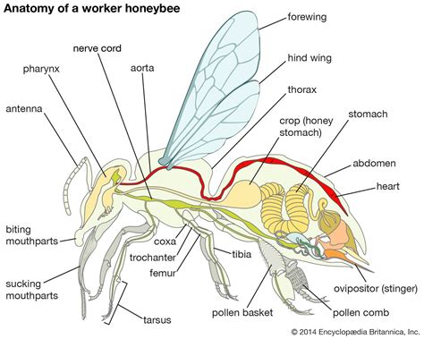 Honey Bee Anatomy Model My Xxx Hot Girl