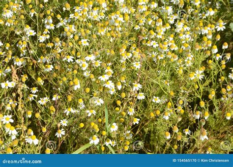 Dense Group Of Camomile Flowers Stock Photo Image Of Medicine Nature
