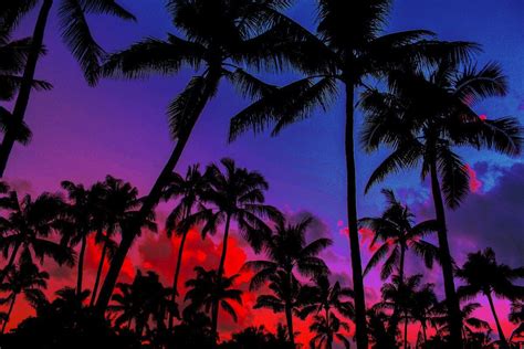 Miami Nights Miami Night Neon Palm Tree Photo