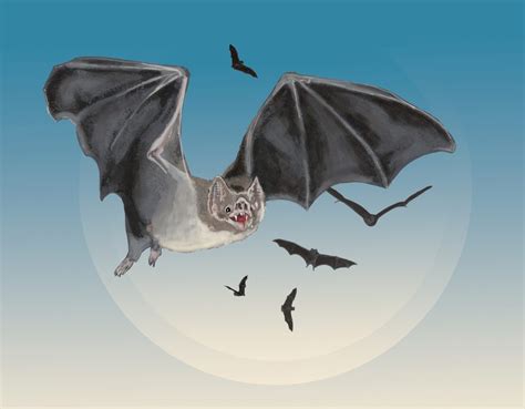 Five Things Everyone Should Know About Vampire Bats Cals News