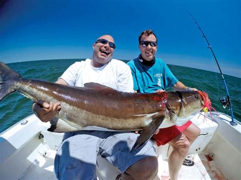Cobia Season In The Mid Atlantic Southern Boating