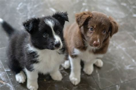 Border Collie Inteligentny Sportowiec Który Podbije Twoje Serce