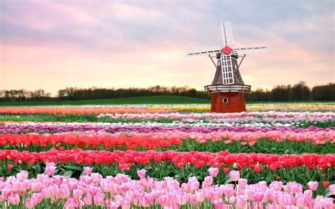 Flowers Mill Field Tulips Pink Spring Flowers Architecture Wallpaper
