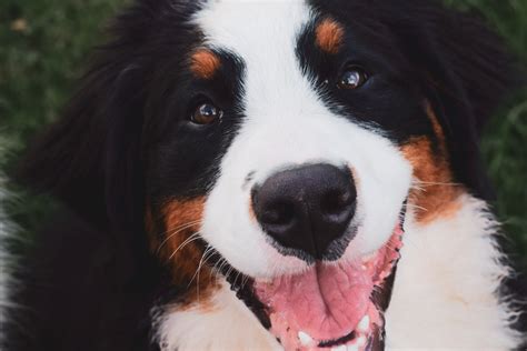 Everything You Need To Know About Bernese Mountain Dogs Pethelpful