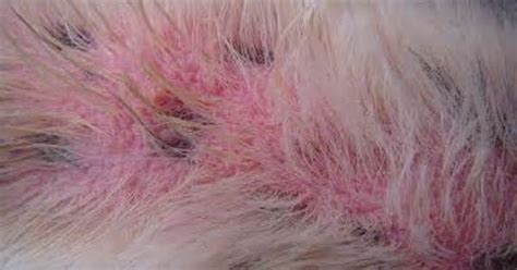 Flea Allergy Dermatitis With Fleas Or This Pets Skin Affects Both Dogs