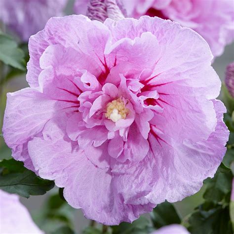 Hibiscus Lavender Chiffon Express Garden Shop