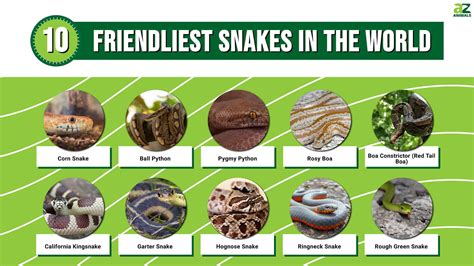 Would You Hug A Snake Meet The 10 Friendliest Snakes In The World A