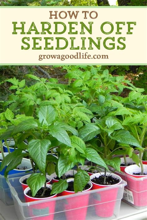 How To Harden Off Seedlings Growing Vegetables Organic Vegetable