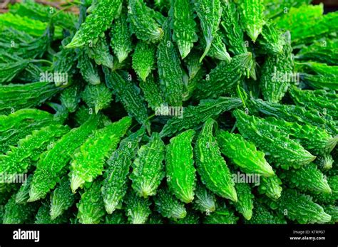 Karela Hi Res Stock Photography And Images Alamy