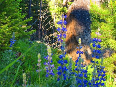 Wildflower Forest Photograph By Connor Ehlers Fine Art America