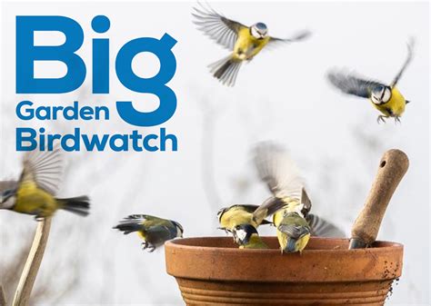 Rspb Big Garden Birdwatch 2022 Life Publications