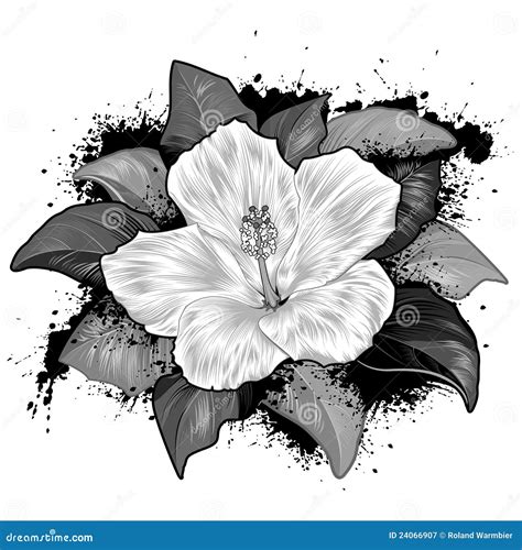 Gumamela Flower Drawing With Label Ezzeyn